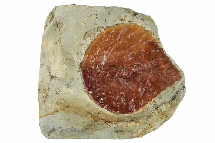 Fossil Leaf (Davidia) - Montana #268171